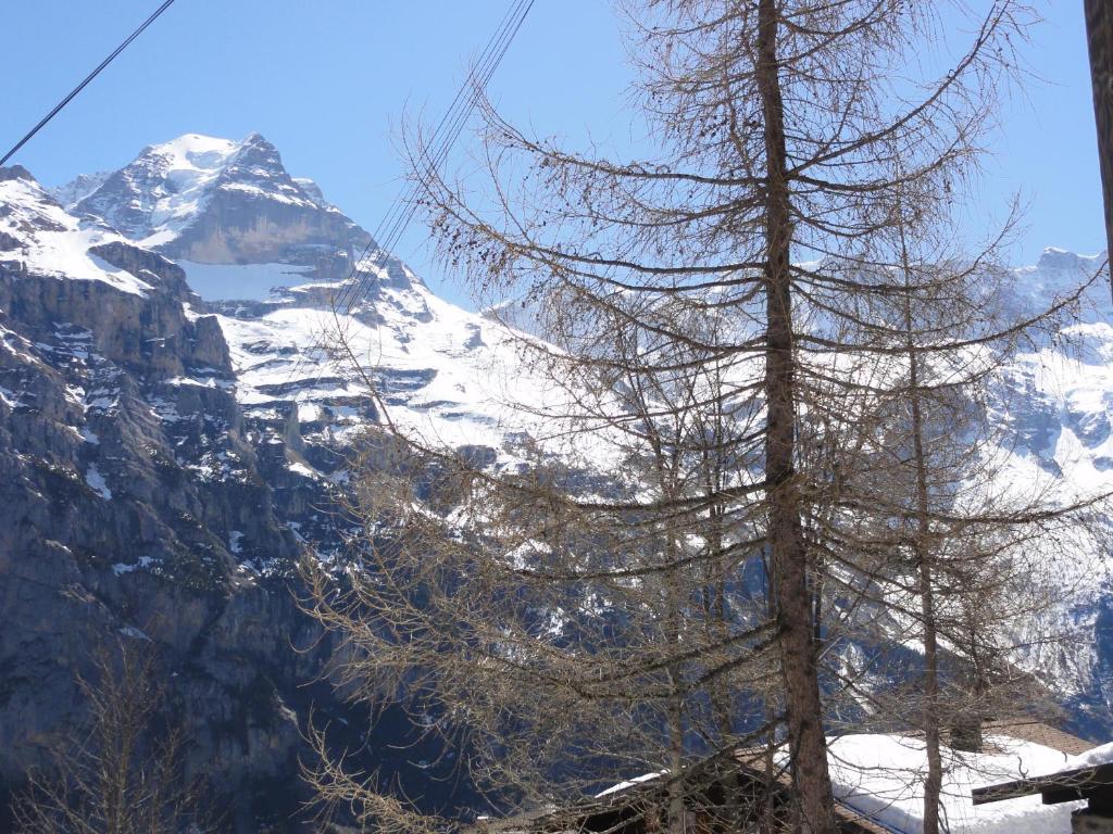 Chalet Schoenbuehl Mürren Extérieur photo